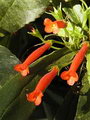 Gesneria Cardinalis